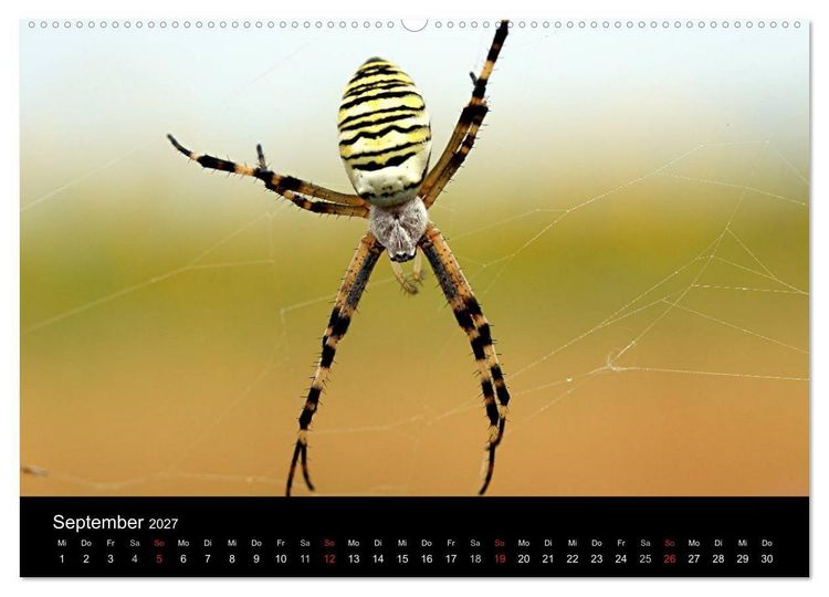 Produktbild: Makro-Kalender 2027 (Wandkalender 2027 DIN A2 quer), CALVENDO Monatskalender