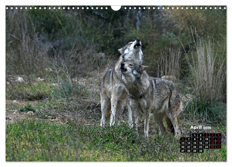 Produktbild: Willkommen Wolf (Wandkalender 2026 DIN A3 quer), CALVENDO Monatskalender