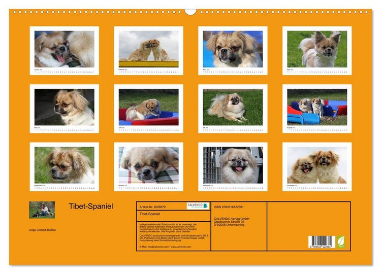 Produktbild: Tibet-Spaniel (Wandkalender 2026 DIN A2 quer), CALVENDO Monatskalender