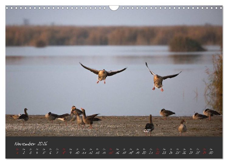 Produktbild: Natur erleben Seewinkel-Neusiedlersee (Wandkalender 2026 DIN A3 quer), CALVENDO Monatskalender