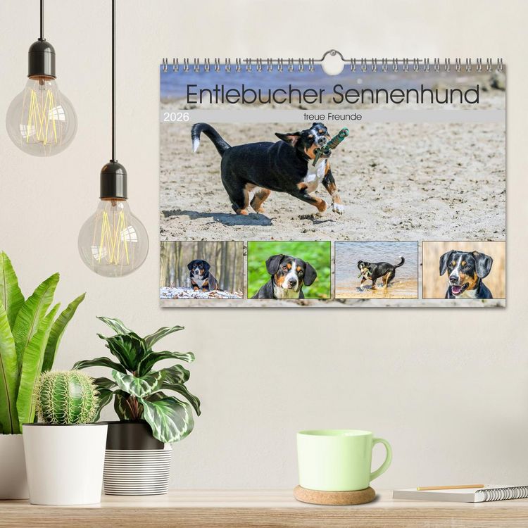 Produktbild: Entlebucher Sennenhund - treue Freunde (Wandkalender 2026 DIN A4 quer), CALVENDO Monatskalender