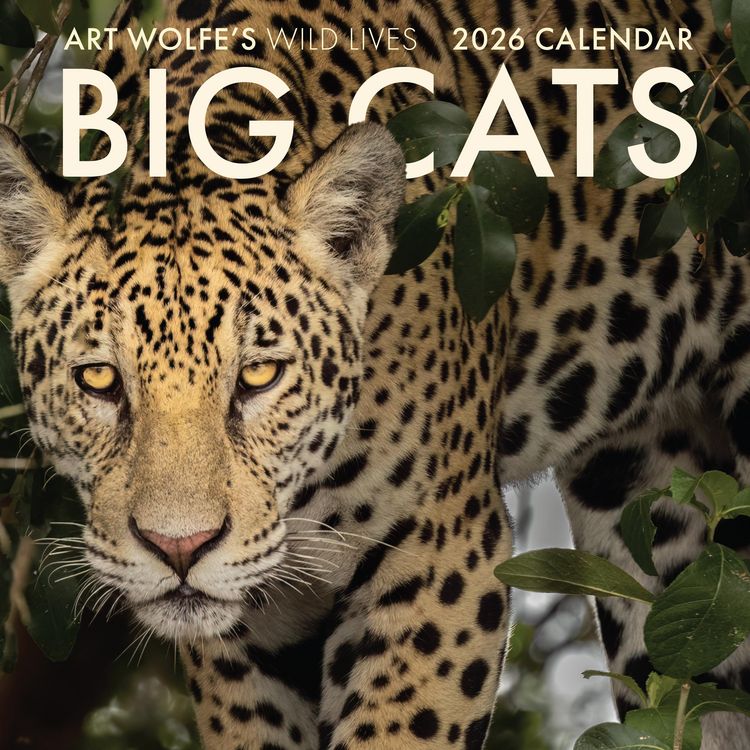 Produktbild: 2026 Big Cats Wall Calendar