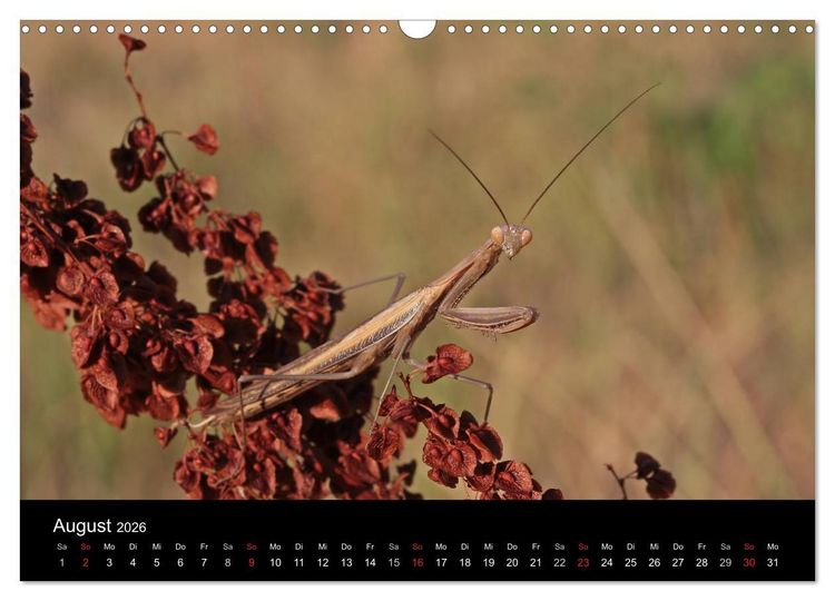 Produktbild: Faszination Gottesanbeterin - Die Welt der Mantis (Wandkalender 2026 DIN A3 quer), CALVENDO Monatskalender