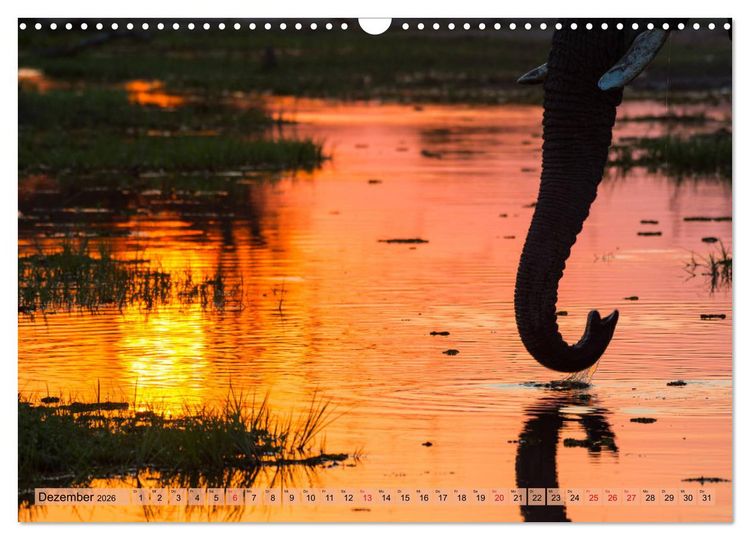 Produktbild: Elefanten - Sanfte Riesen Afrikas (Wandkalender 2026 DIN A3 quer), CALVENDO Monatskalender
