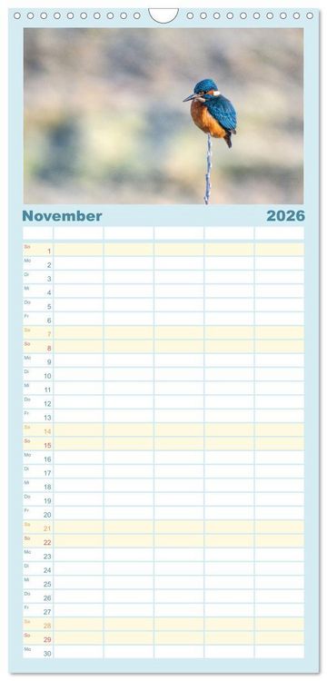 Produktbild: Familienplaner 2026 - Eisvogel im Portr&auml;t mit 5 Spalten (Wandkalender, 21 x 45 cm) CALVENDO