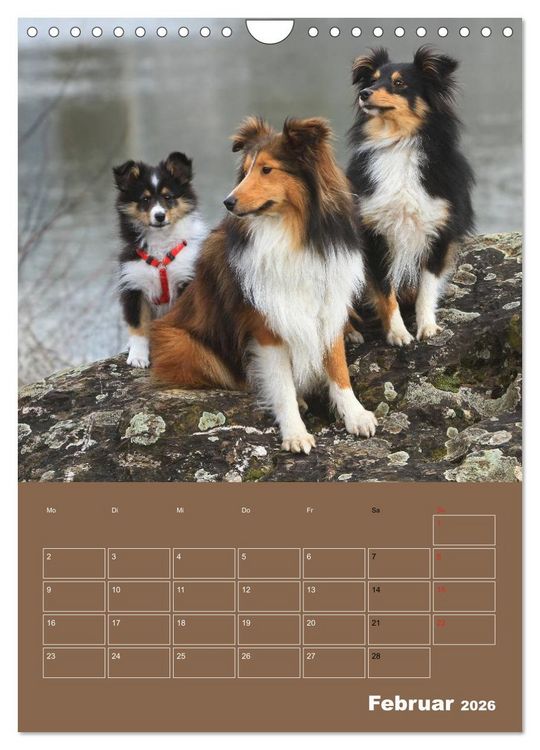 Produktbild: SHELTIES Herzensbrecher auf 4 Pfoten (Wandkalender 2026 DIN A4 hoch), CALVENDO Monatskalender