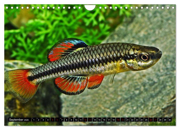 Produktbild: Outdoor-Aquaristik (Wandkalender 2026 DIN A4 quer), CALVENDO Monatskalender