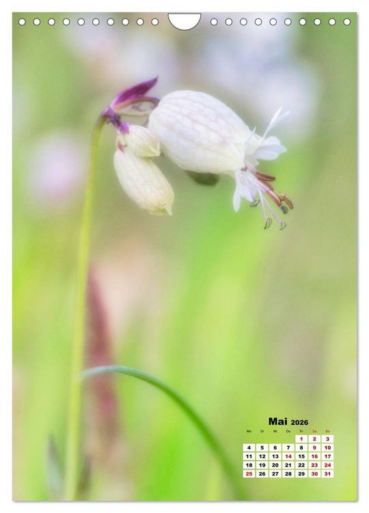 Produktbild: Spa&szlig; mit bunten Bl&uuml;mchen (Wandkalender 2026 DIN A4 hoch), CALVENDO Monatskalender