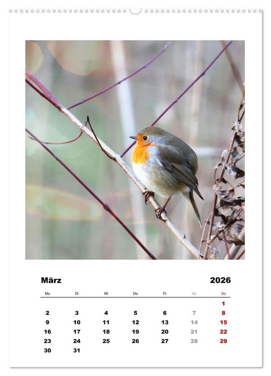 Produktbild: Rotkehlchen, s&uuml;&szlig;e kleine Knutschkugeln (Wandkalender 2026 DIN A2 hoch), CALVENDO Monatskalender