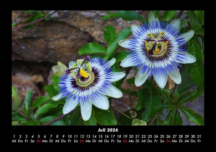 Produktbild: Blumentr&auml;ume 2026 Fotokalender DIN A3