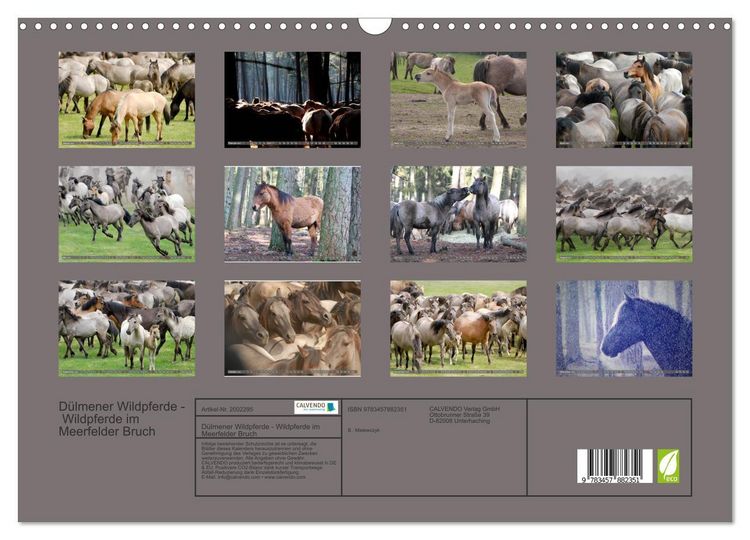 Produktbild: D&uuml;lmener Wildpferde - Wildpferde im Meerfelder Bruch (Wandkalender 2026 DIN A3 quer), CALVENDO Monatskalender