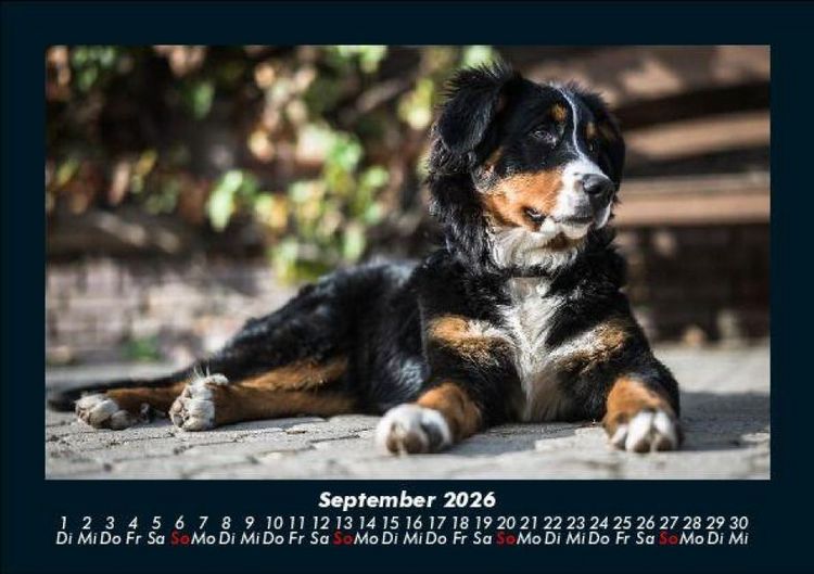 Produktbild: Welpen 2026 Fotokalender DIN A5