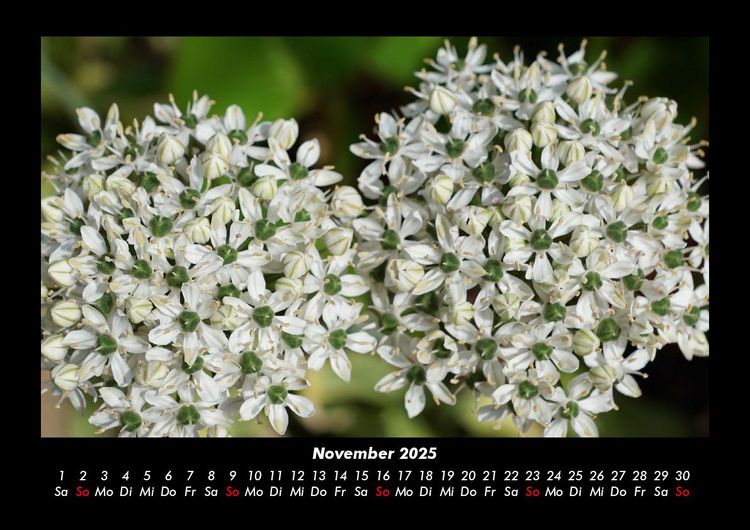 Produktbild: Blumentr&auml;ume 2025 Fotokalender DIN A3
