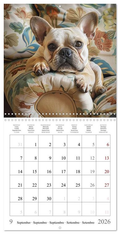 Produktbild: French Bulldogs (Wall Calendar 2026 12 &times; 12 Inch) CALVENDO 12 Month Wall Calendar
