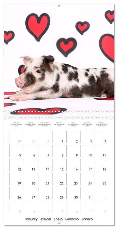 Produktbild: Sweet little piglets (Wall Calendar 2026 12 &times; 12 Inch) CALVENDO 12 Month Wall Calendar