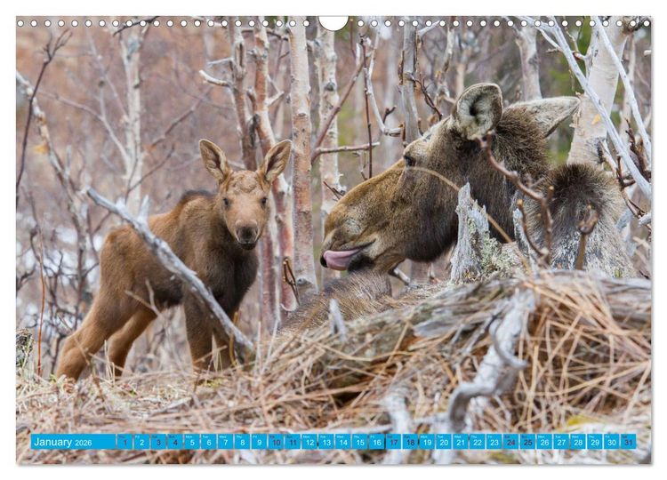 Produktbild: FIRST STEPS FOR BABY MOOSE (Wall Calendar 2026 DIN A3 landscape), CALVENDO 12 Month Wall Calendar