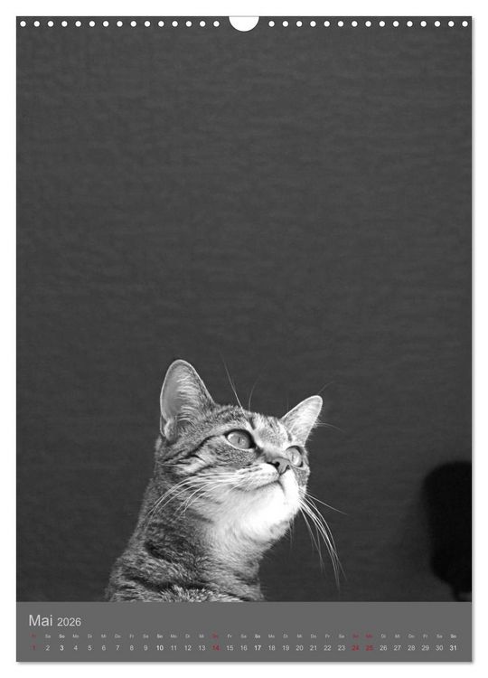 Produktbild: Sonja Heller Katzen in SW-Portraits (Wandkalender 2026 DIN A3 hoch), CALVENDO Monatskalender