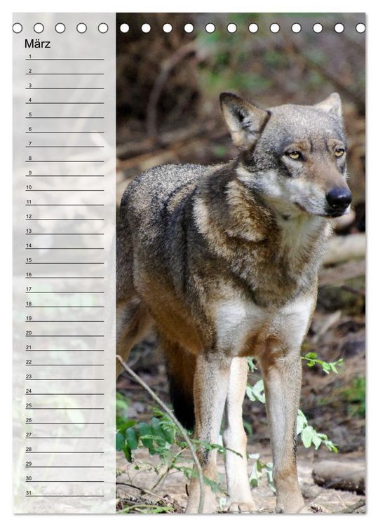 Produktbild: Der Wolf - Isegrim in den heimischen W&auml;ldern - Kalender 2026 (Tischkalender 2026 DIN A5 hoch), CALVENDO Monatskalender