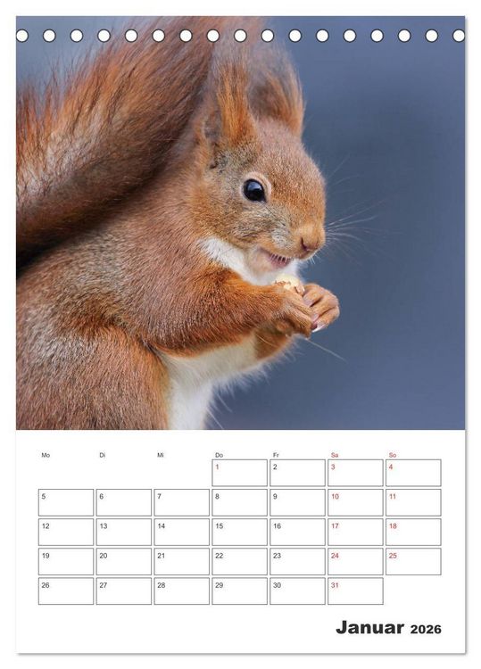 Produktbild: Eichh&ouml;rnchen Luna (Tischkalender 2026 DIN A5 hoch), CALVENDO Monatskalender