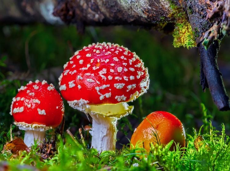 Produktbild: CALVENDO Puzzle Fliegenpilz (Amanita muscaria) 2000 Teile Lege-Gr&ouml;&szlig;e 900 x 670 cm Foto-Puzzle Bild von Peter Roder