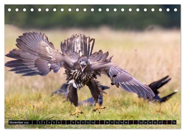 Produktbild: Seeadler in Polen (Tischkalender 2026 DIN A5 quer), CALVENDO Monatskalender