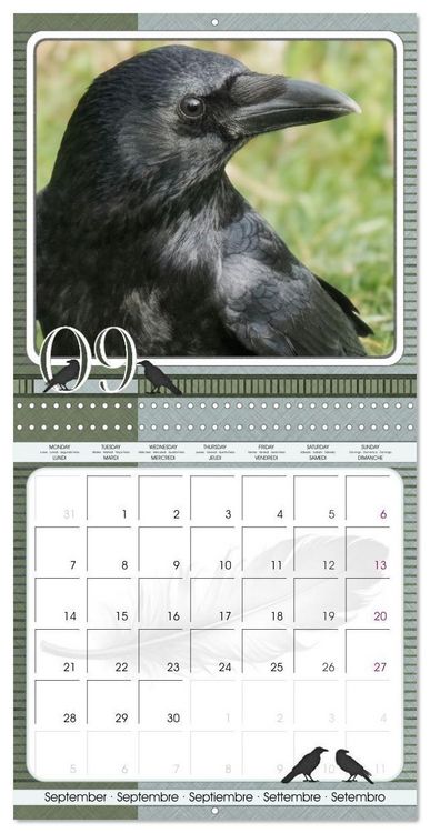 Produktbild: Saar, I: Crows. Portraits of Intelligence. Cleverly schedule