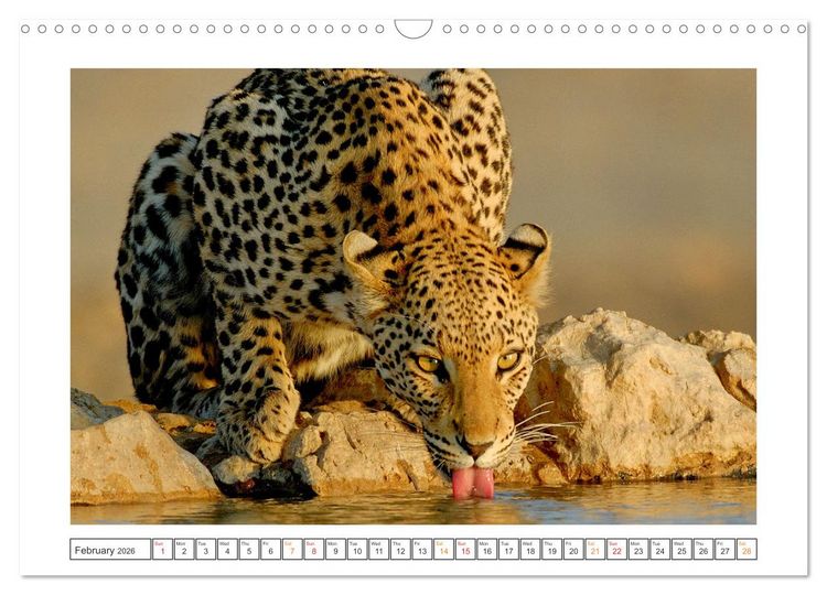Produktbild: African Big Cats (Wall Calendar 2026 DIN A3 landscape), CALVENDO 12 Month Wall Calendar