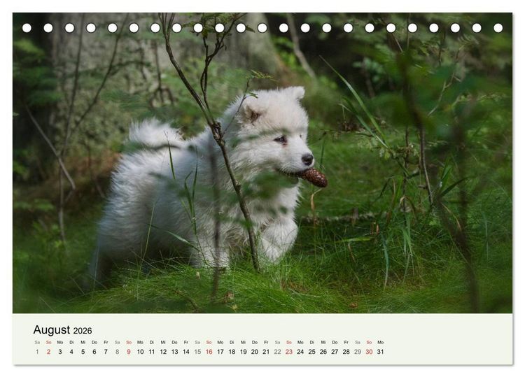 Produktbild: Kleine Samojeden - Eisb&auml;rchen Abenteuer im M&auml;rchenwald (Tischkalender 2026 DIN A5 quer), CALVENDO Monatskalender