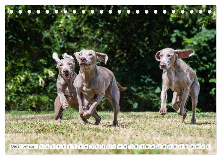 Produktbild: Unsere Freunde auf vier Pfoten - Hunde (Tischkalender 2026 DIN A5 quer), CALVENDO Monatskalender