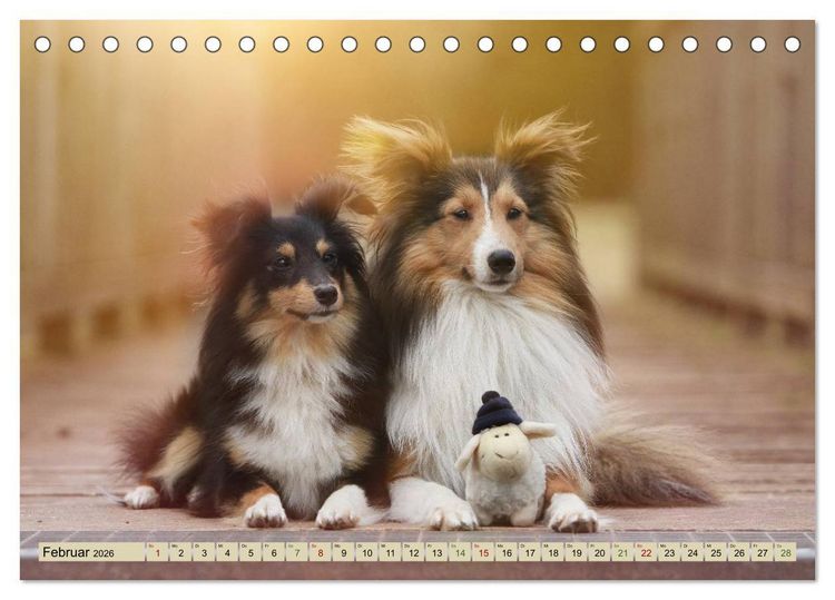 Produktbild: SHELTIES Liebe auf 4 Pfoten (Tischkalender 2026 DIN A5 quer), CALVENDO Monatskalender