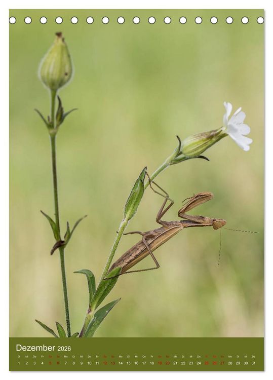 Produktbild: Die Gottesanbeterin. R&auml;uber der Insektenwelt. (Tischkalender 2026 DIN A5 hoch), CALVENDO Monatskalender