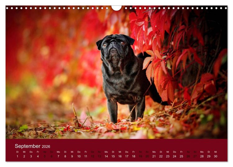 Produktbild: Diesel - ein mopsiges Leben (Wandkalender 2026 DIN A3 quer), CALVENDO Monatskalender