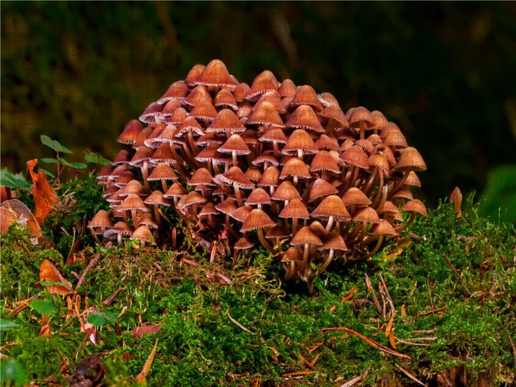 Produktbild: CALVENDO Puzzle Pilzgruppe 1000 Teile Lege-Gr&ouml;&szlig;e 640 x 480 cm Foto-Puzzle Bild von Peter Roder