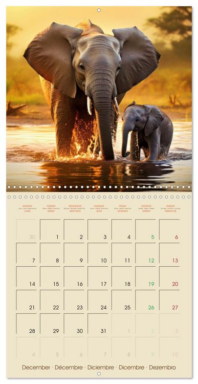 Produktbild: Let's go on Safari - Animal babies in Africa (Wall Calendar 2026 12 &times; 12 Inch) CALVENDO 12 Month Wall Calendar