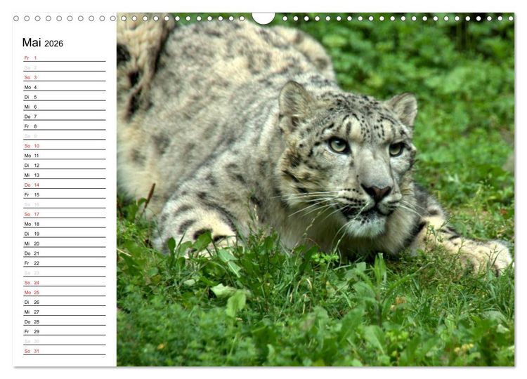 Produktbild: Der Schneeleopard (Wandkalender 2026 DIN A3 quer), CALVENDO Monatskalender