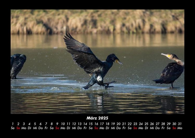 Produktbild: V&ouml;gel 2025 Fotokalender DIN A3