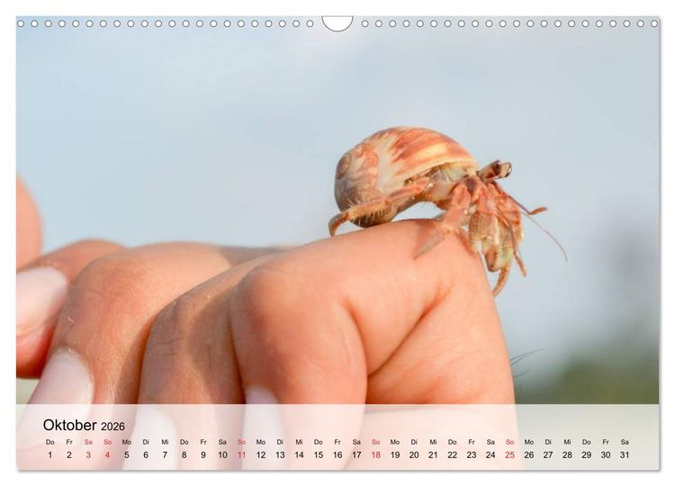 Produktbild: Krabben. Lustige Aliens (Wandkalender 2026 DIN A3 quer), CALVENDO Monatskalender