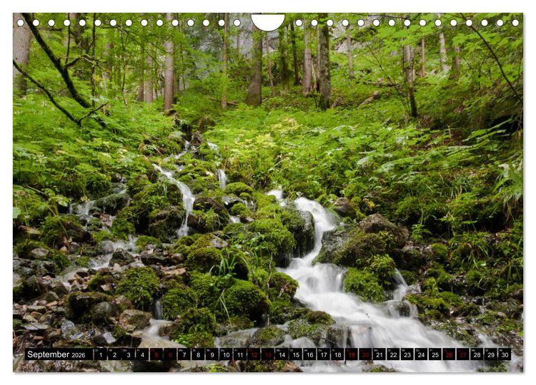 Produktbild: Waldwasser (Wandkalender 2026 DIN A4 quer), CALVENDO Monatskalender