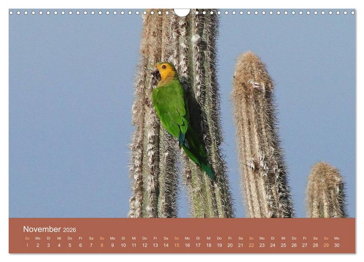 Produktbild: ABC: Aruba - Bonaire - Cura&ccedil;ao (Wandkalender 2026 DIN A3 quer), CALVENDO Monatskalender