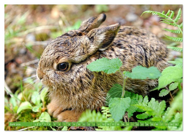 Produktbild: Wald-Kindergarten: Tierkinder im Wald (Wandkalender 2026 DIN A3 quer), CALVENDO Monatskalender