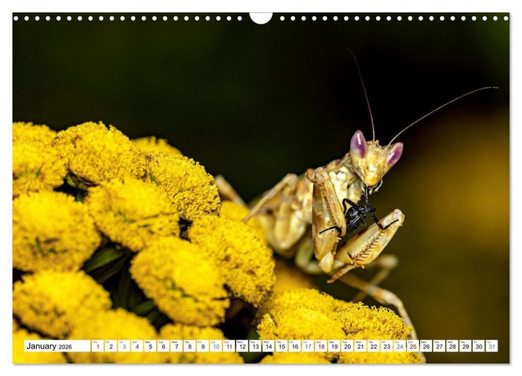Produktbild: Queens of the Insect World (Wall Calendar 2026 DIN A3 landscape), CALVENDO 12 Month Wall Calendar