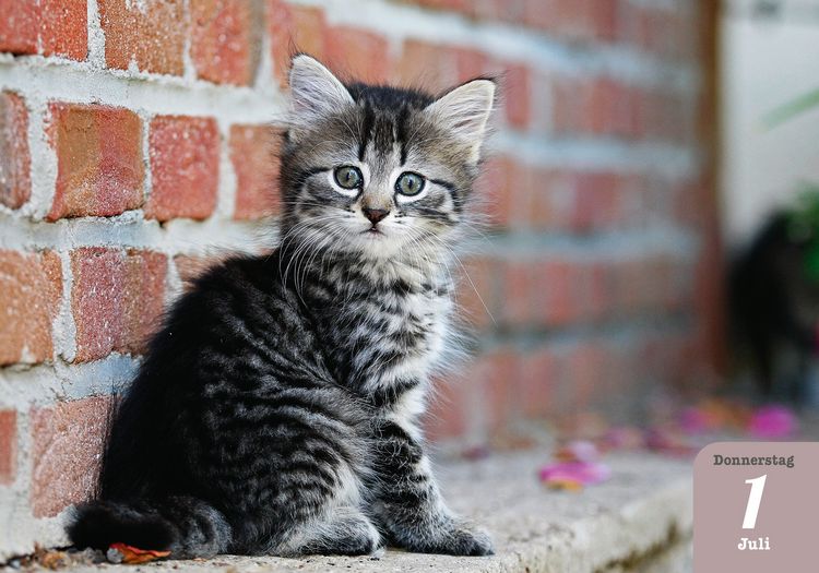 Produktbild: Katzenpoesie 2027