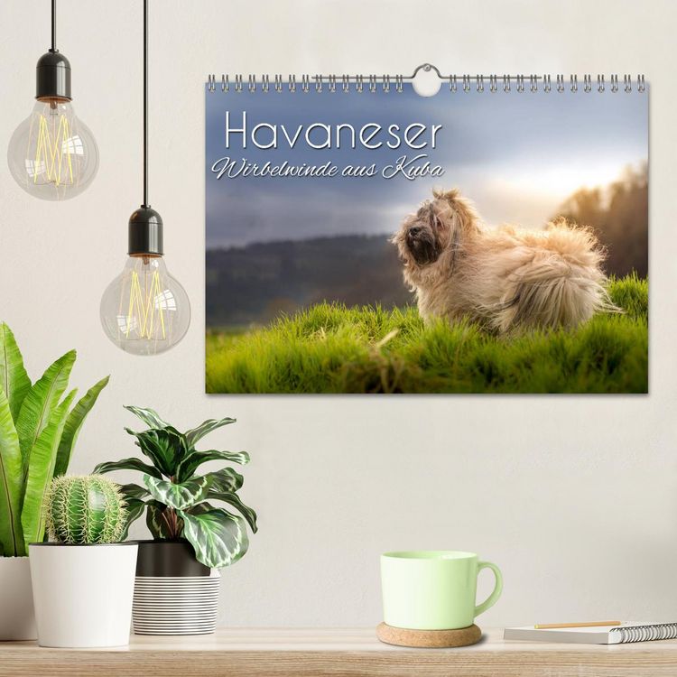 Produktbild: Havaneser - Wirbelwinde aus Kuba (Wandkalender 2026 DIN A4 quer), CALVENDO Monatskalender