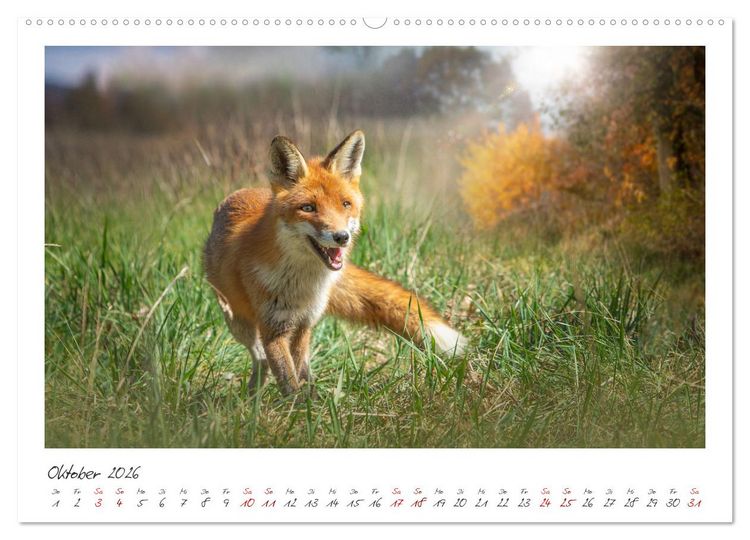 Produktbild: F&uuml;chse - zauberhafte Seelen (Wandkalender 2026 DIN A2 quer), CALVENDO Monatskalender