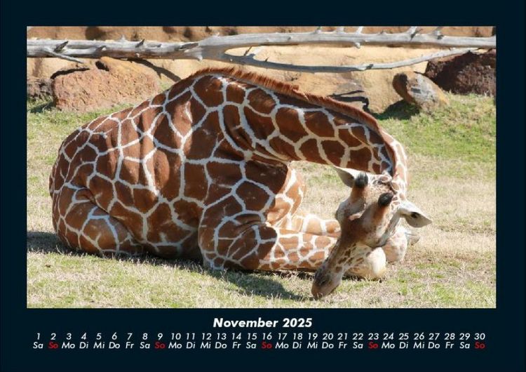 Produktbild: Giraffen 2025 Fotokalender DIN A4