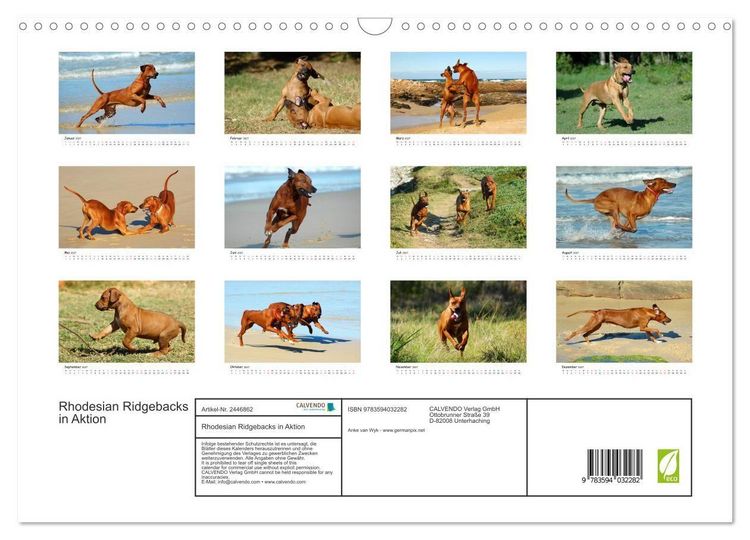 Produktbild: Rhodesian Ridgebacks in Aktion (Wandkalender 2027 DIN A3 quer), CALVENDO Monatskalender