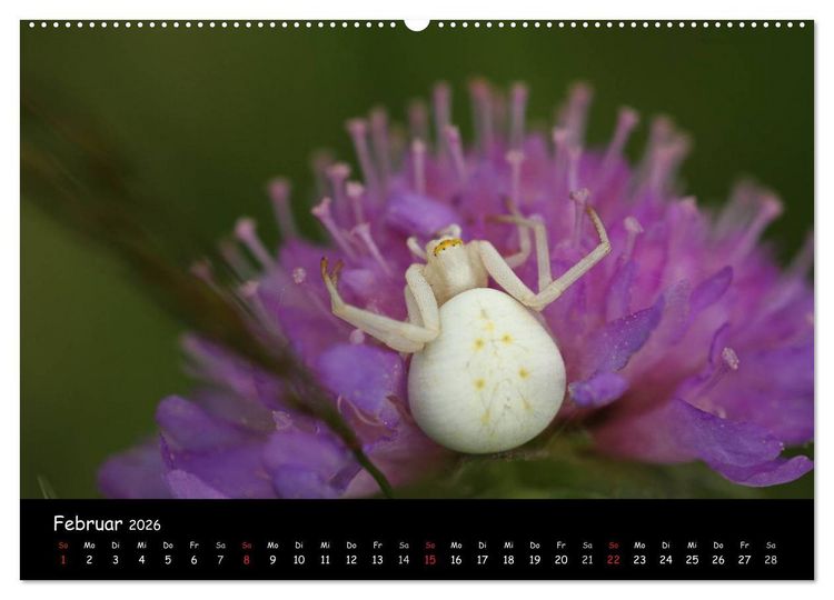 Produktbild: Heimische Spinnen (hochwertiger Premium Wandkalender 2026 DIN A2 quer), Kunstdruck in Hochglanz