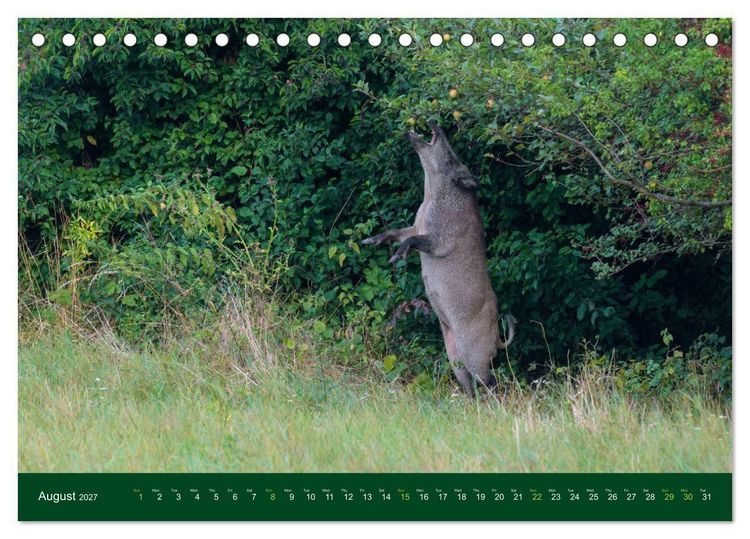 Produktbild: Wild Boars (Desk Calendar 2027 DIN A5 landscape), CALVENDO 12 Month DeskCalendar