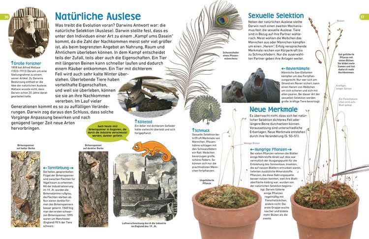 Produktbild: Memo Wissen entdecken. Evolution