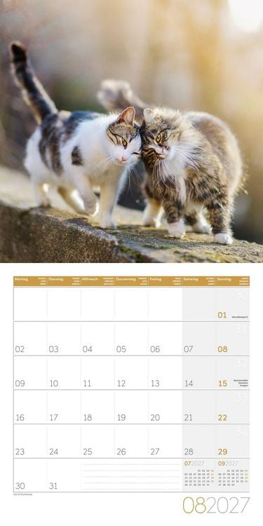 Produktbild: Katzen Kalender 2027 - 30x30 - Art12